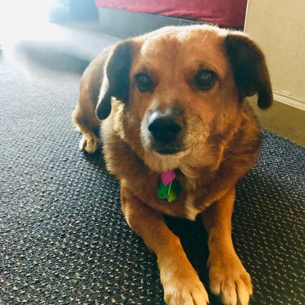 Meet your Posher, Geneva